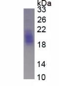 Pig Stem Cell Factor (SCF), Active Protein