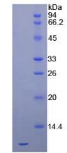 Figure 1. SDS-PAGE