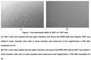 Active Stromal Cell Derived Factor 1 (SDF1), RPU54874