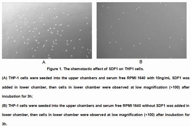 Active Stromal Cell Derived Factor 1 (SDF1), RPU54874