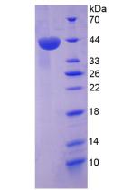 Figure 3. SDS-PAGE