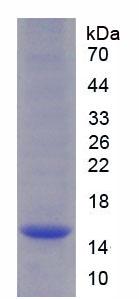 Figure 1. SDS-PAGE