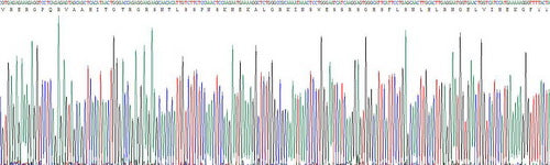 Human Tumor Necrosis Factor Related Apoptosis Inducing Ligand (TRAIL), Active Protein