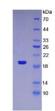 Figure 3. SDS-PAGE