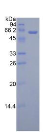 Figure 2. SDS-PAGE