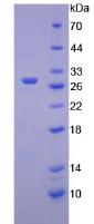 Figure 2. SDS-PAGE