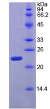 Figure 2. SDS-PAGE