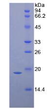 Figure 1. SDS-PAGE