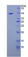 Figure 2. SDS-PAGE