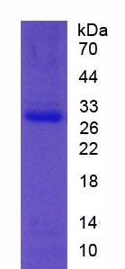 Figure 3. SDS-PAGE