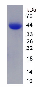 Figure 3. SDS-PAGE