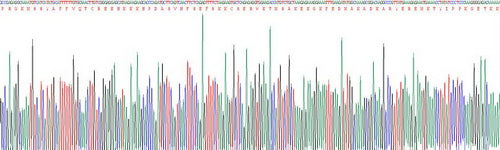 Human High Mobility Group Protein 1 (HMGB1), Active Protein