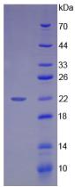 Figure 3. SDS-PAGE