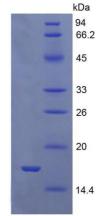 Figure 2. SDS-PAGE