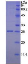 Figure 3. SDS-PAGE