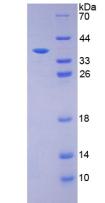 Figure 3. SDS-PAGE