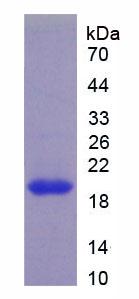 Figure 2. SDS-PAGE