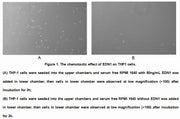 Active Endothelin 1 (EDN1), RPU54895