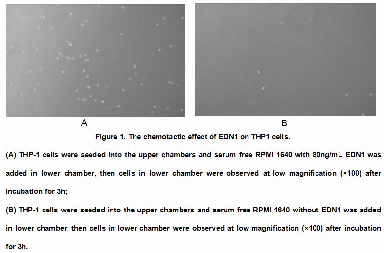 Active Endothelin 1 (EDN1), RPU54895