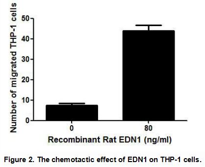 Rat Endothelin 1 (EDN1), Active Protein