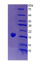 Figure 3. SDS-PAGE
