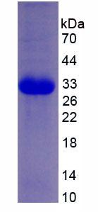 Figure 3. SDS-PAGE