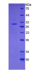 Figure 2. SDS-PAGE
