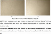 Active Platelet Derived Growth Factor Subunit A (PDGFA), RPU54898
