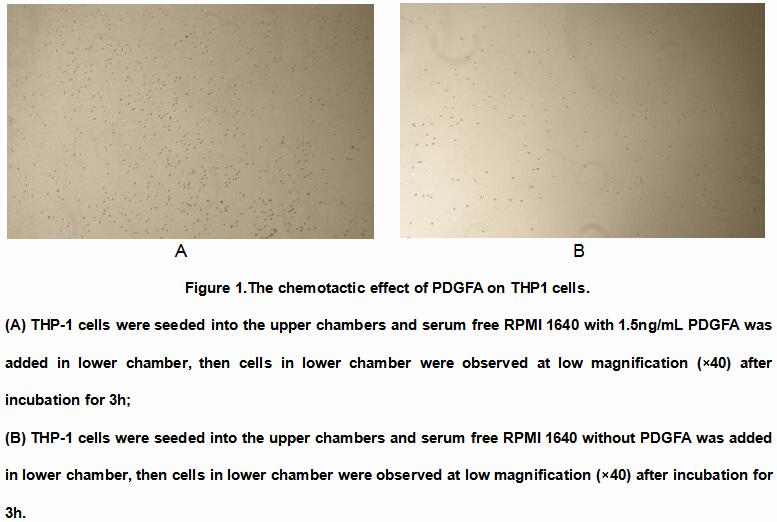 Active Platelet Derived Growth Factor Subunit A (PDGFA), RPU54898