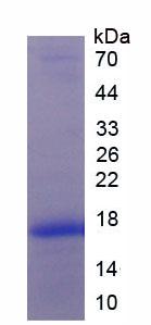 Figure 3. SDS-PAGE