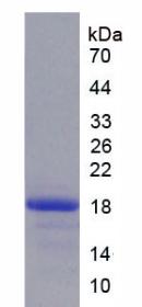 Figure 1. SDS-PAGE