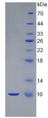 Figure 2. SDS-PAGE