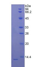 Figure 2. SDS-PAGE
