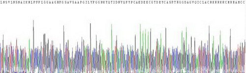 Human Dickkopf Related Protein 1 (DKK1), Active Protein