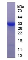 Figure 3. SDS-PAGE