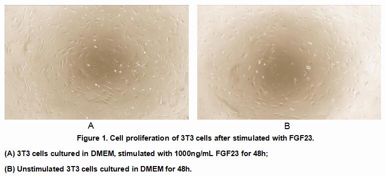 Active Fibroblast Growth Factor 23 (FGF23), RPU54905