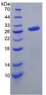 Figure 3. SDS-PAGE