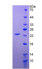 Figure 2. SDS-PAGE