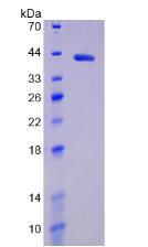 Figure 1. SDS-PAGE