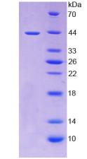 Figure 2. SDS-PAGE