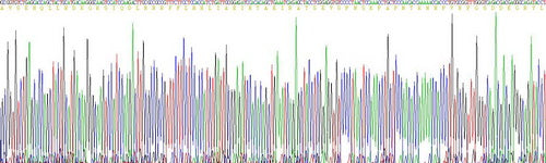 Mouse Parathyroid Hormone Related Protein (PTHrP), Active Protein