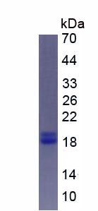 Figure 3. SDS-PAGE