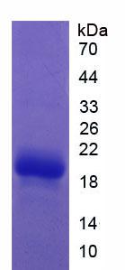 Figure 3. SDS-PAGE