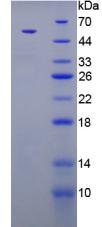 Figure 3. SDS-PAGE