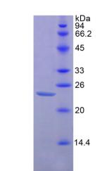Figure 2. SDS-PAGE