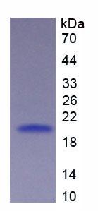 Figure 2. SDS-PAGE
