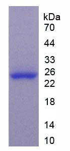 Figure 2. SDS-PAGE