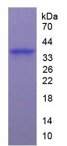 Figure 3. SDS-PAGE