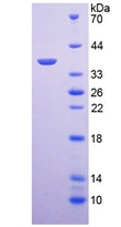 Figure 2. SDS-PAGE