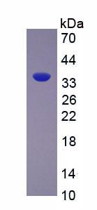 Figure 2. SDS-PAGE